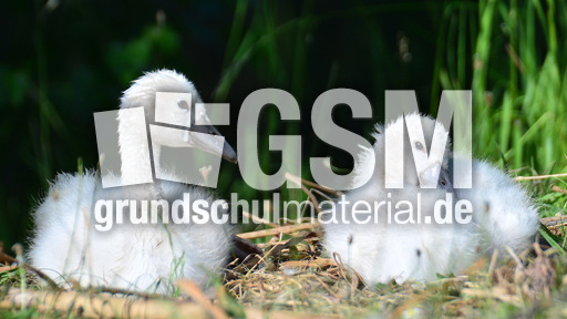 Höckerschwanküken (6).jpg